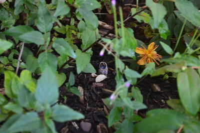 Plant growing on field