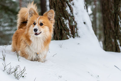 View of a dog on snowy field during winter