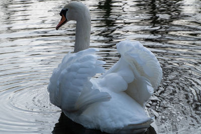 Swans swimming in lake