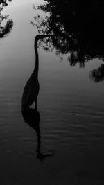 Silhouette bird swimming in lake against sky