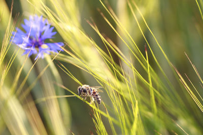 Close-up of insect on purple flower