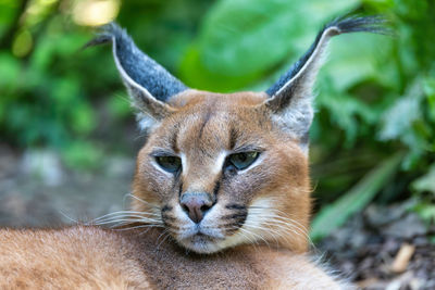 Close-up portrait of a cat