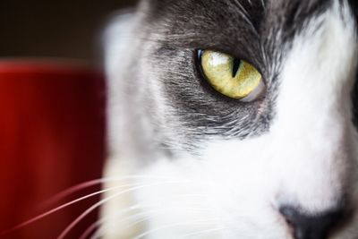 Close-up of cat