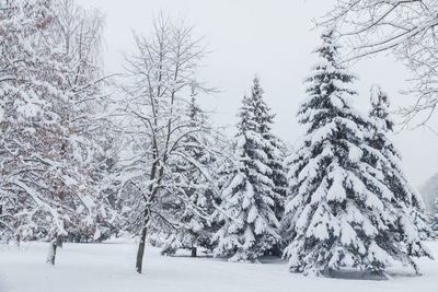 Snow covered land and trees against sky