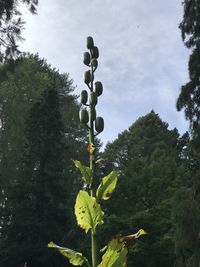 Low angle view of flowering plant against sky