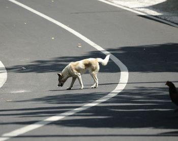 Dog on road