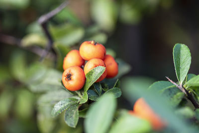 Close-up of tomatoes on plant