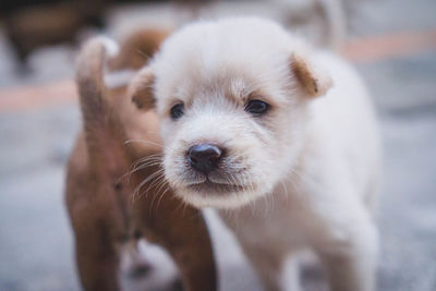 Close-up portrait of cute puppy