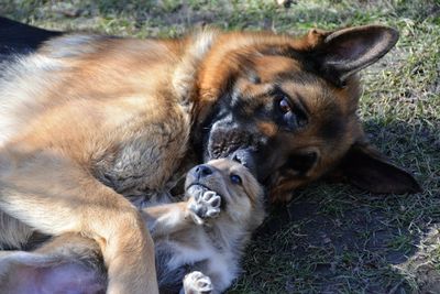 High angle view of dogs relaxing outdoors