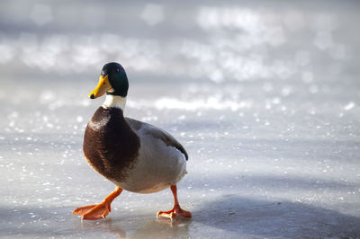 A duck on slippery ice