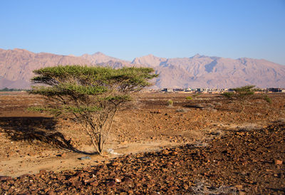 Scenic view of landscape against clear sky