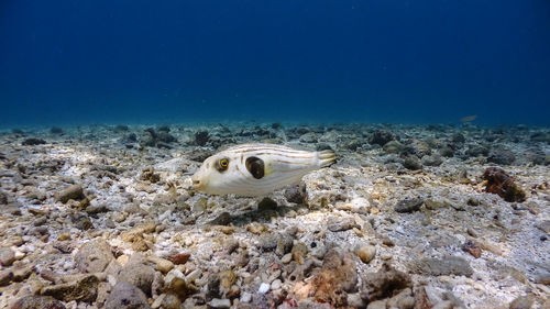 Fish swimming in sea