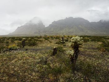 Scenic view of cholla cactus field and mountains in clouds