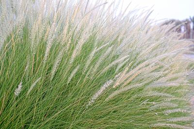 Close-up of plant