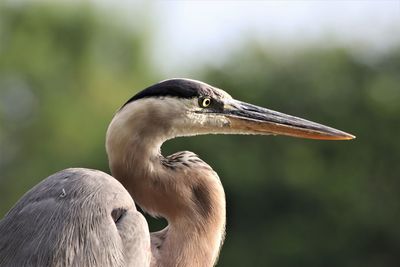 Close-up of a bird