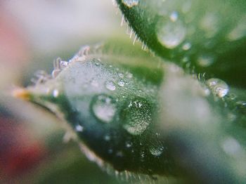 Close-up of wet plant