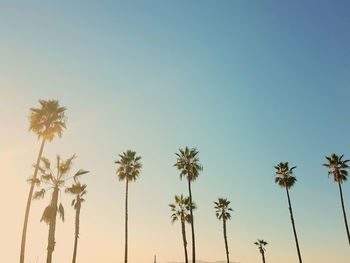 Low angle view of coconut palm trees against clear sky