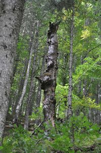 Trees in forest