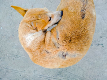 High angle view of stray dog