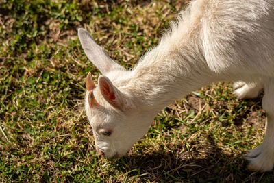 Close-up of a horse on field