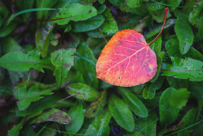 High angle view of red leaves on plant