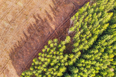 High angle view of plants growing on land