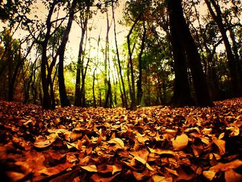 Trees in forest