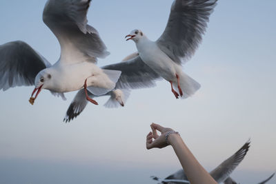 Low angle view of seagull flying