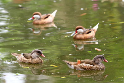 Ducks swimming in lake