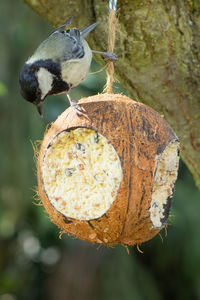 Close-up of a bird