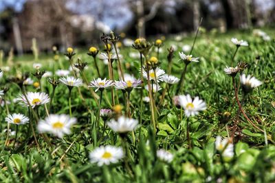 White flowers blooming in meadow