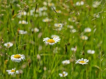 Daisies blooming outdoors