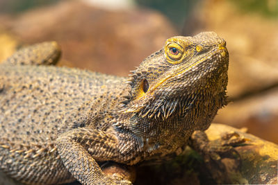 Close up of a central bearded dragon in captivity