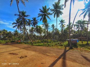 View of palm trees against sky