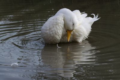 Close-up of swan swimming in lake