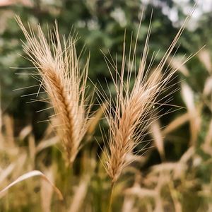 Close-up of wheat growing on field