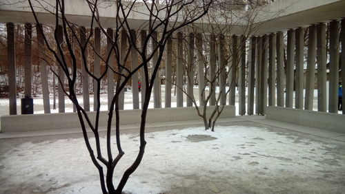 Bare trees in snow