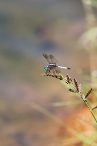 Close-up of insect flying