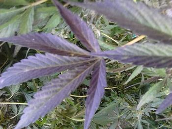 Close-up of purple flowers blooming in field