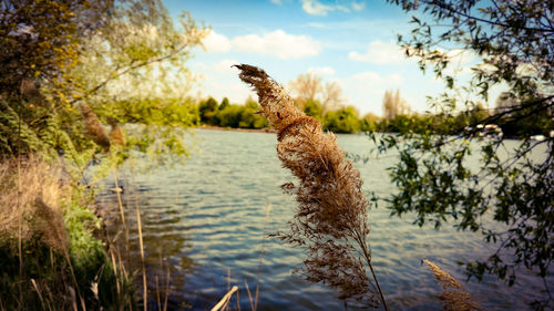 Close-up of bird in lake against sky