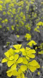 Close-up of yellow flower