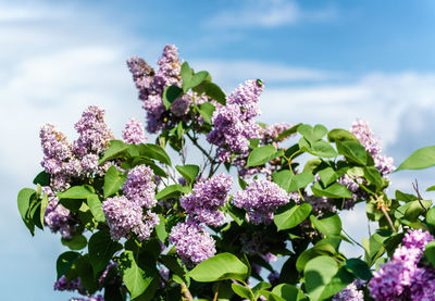 Low angle view of lilacs growing against sky during sunny day