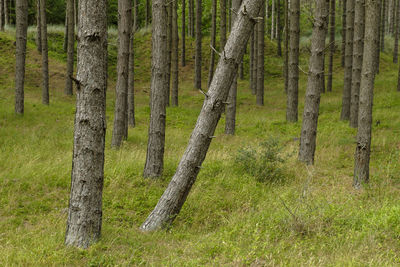 View of bamboo trees in forest