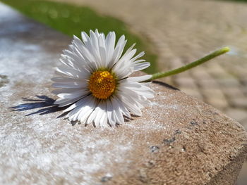 Close-up of white daisy flower