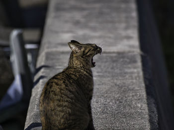 Cat looking away outdoors