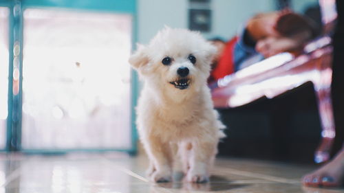 Portrait of dog on floor at home