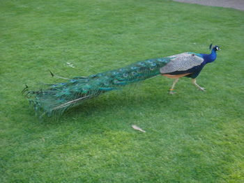 High angle view of peacock on field