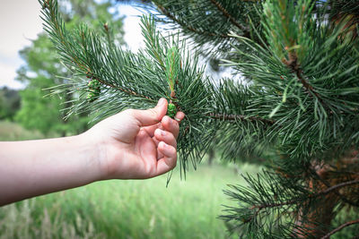 Cropped hand holding plant