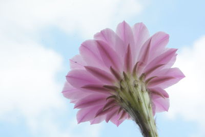 Low angle view of pink flowering plant against sky