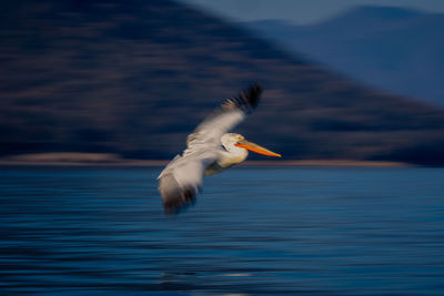 Bird flying over lake